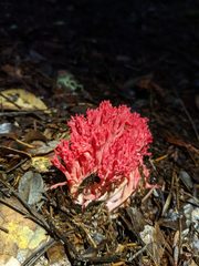 Ramaria araiospora