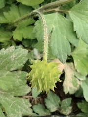 Ranunculus sieboldii