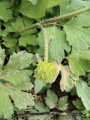 Ranunculus sieboldii