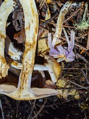 Cortinarius oregonensis