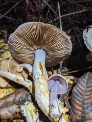 Cortinarius oregonensis