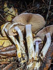 Cortinarius oregonensis