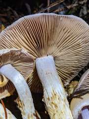 Cortinarius oregonensis