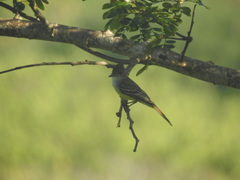 Myiarchus panamensis