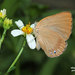 Mariposa Blanquita Veracruzana - Photo (c) echame, algunos derechos reservados (CC BY-NC), subido por echame