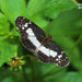 Mariposa Creciente de Parche Blanco - Photo (c) echame, algunos derechos reservados (CC BY-NC), subido por echame