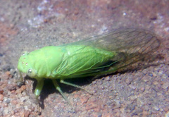 Taurella viridis