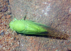 Taurella viridis