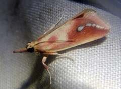 Polyterpnes polyrrhoda