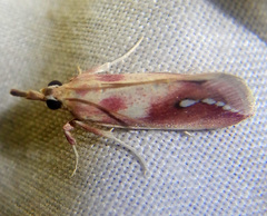 Polyterpnes polyrrhoda