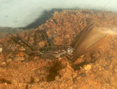 Eurepella
