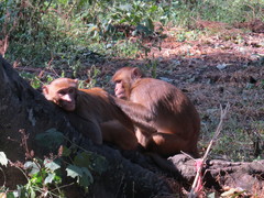 Macaca mulatta