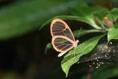 Pteronymia rufocincta