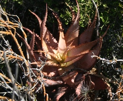 Aloe microstigma