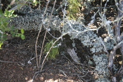 Asparagus burchellii