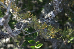 Asparagus burchellii