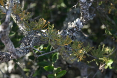 Asparagus burchellii