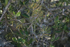 Asparagus burchellii