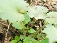 Sinosenecio oldhamianus