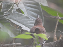 Thryophilus rufalbus