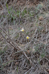 Tulipa turkestanica