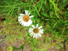 Leptostelma maximum