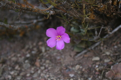 Anacampseros telephiastrum