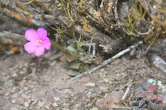 Anacampseros telephiastrum