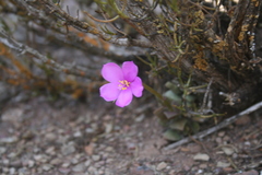 Anacampseros telephiastrum