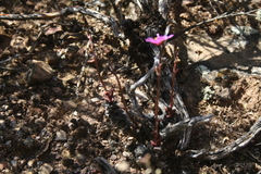 Anacampseros telephiastrum