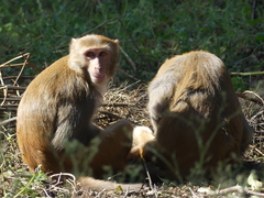 Macaca mulatta