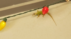 Anolis extremus