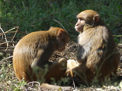 Macaca mulatta