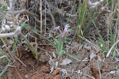 Iris narynensis