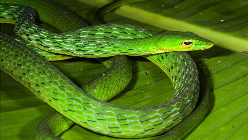 Primitive Longnose Whipsnakes