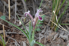 Iris narynensis