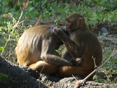 Macaca mulatta
