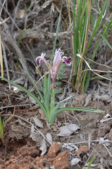 Iris narynensis