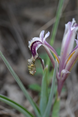 Iris narynensis