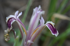 Iris narynensis