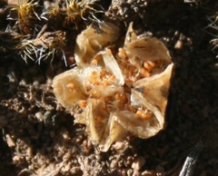 Drosanthemum karrooense