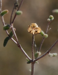 Drosanthemum karrooense