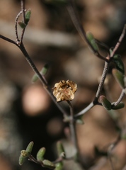 Drosanthemum karrooense
