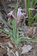Iris narynensis
