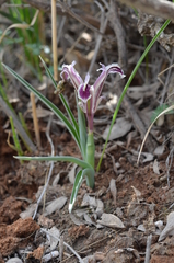 Iris narynensis