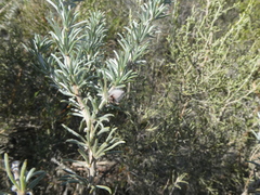 Aspalathus eustonbrownii