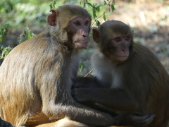Macaca mulatta