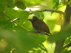 Picumnus cinnamomeus
