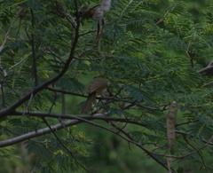 Pycnonotus xantholaemus