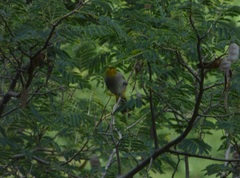 Pycnonotus xantholaemus